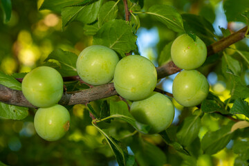 Delicious plum on branch tree background.