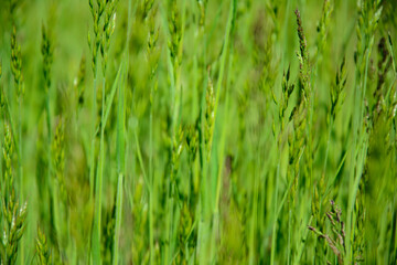 Natural nature background - selective focus of fresh grass in a summer pasture field.