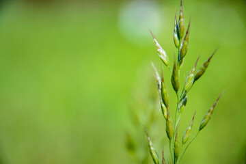 Natural nature background - selective focus of fresh grass in a summer pasture field.