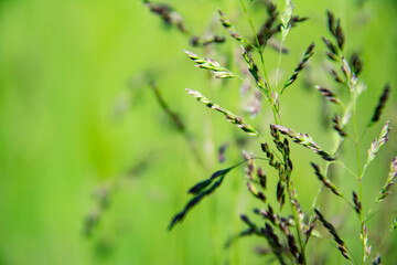 Natural nature background - selective focus of fresh grass in a summer pasture field.