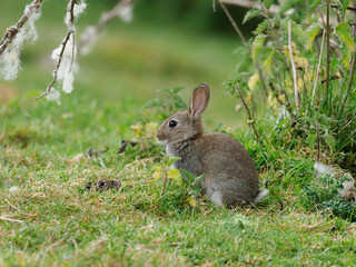 Fototapeta premium Rabbit, Oryctolagus cuniculus
