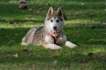 Perro husky en diferentes posiciones