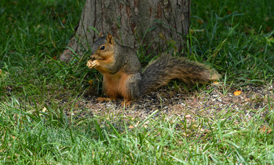 Earl Squirrel and Family
