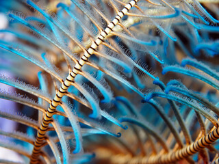 Bennett's feather star, comatulids (Comatulida), A close-up of the colorful feathery arms, in Ambon Indonesia.