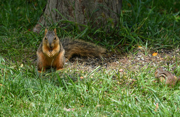 Earl Squirrel and Family