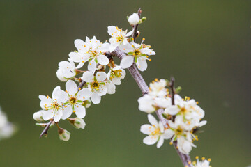 Macro fotografía de variedad de flores silvestres