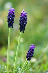 Macro fotografía de variedad de flores silvestres