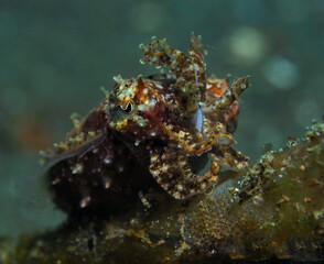 Female flamboyant cuttlefish - Ambon, Indonesia. 