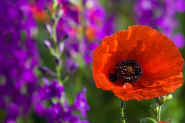 Floración primaveral de amapolas y lavandas