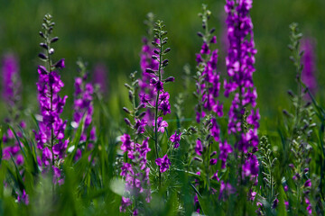 Naklejka premium Floración primaveral de amapolas y lavandas