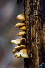 Detalle en macro de setas y hongos en el bosque