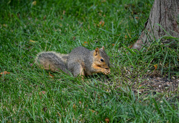 Earl Squirrel and Family