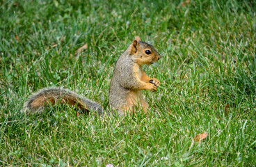 Earl Squirrel and Family