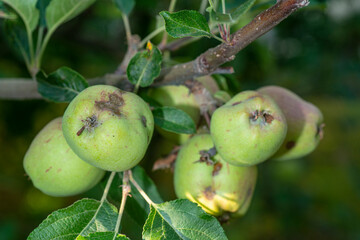 Fruits Infected by the Apple and apple tree