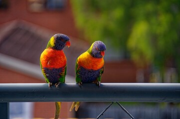 A colourful pair of vibrant Australian Rainbow Lorikeets on a balcony. Gosford Australia.