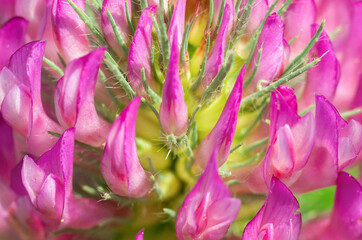 Pink clover flower