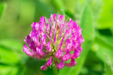 Pink clover flower