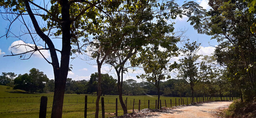 trees in the park