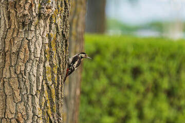 Fototapeta premium Spotted woodpecker is on a tree and behind it a green background of bushes.