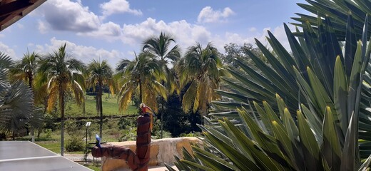 palm trees in the desert