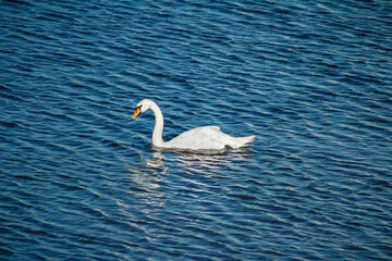White swan is floating on blue water.