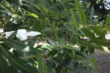 Tree with Green leafs