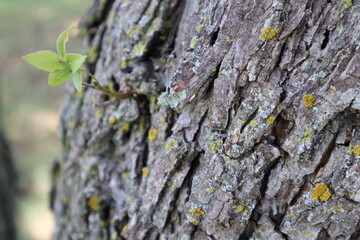tree bark with moss