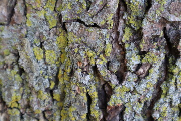 tree bark texture