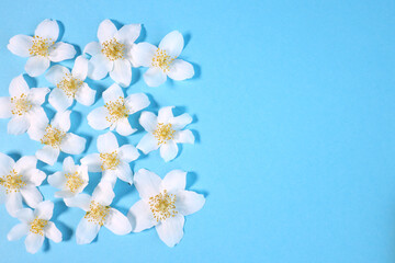 white jasmine flowers on a blue background. with place for text on the right. View from above.