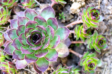 Sempervivum flower in the garden bed. View from above.