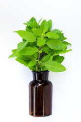Fresh holy basil leaves with essential oil bottle on white