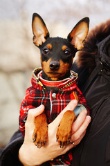 Portrait of dressed doggy. Front view of the dog in a red plaid jacket. The pet sitting in owner's arms. Winter dog fashion
