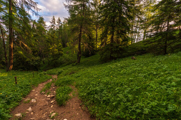 Walking trail leading through the forest from Monte Penegal to Monte Macaion in Italian South Tyrol.