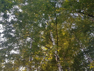 Fototapeta premium Crowns of trees in sunlight, the view from the bottom up