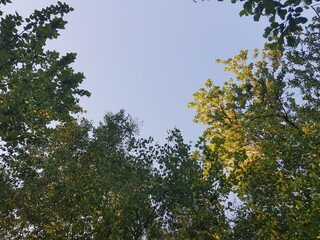 Crown of trees against the blue sky