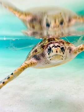 Turtle swimming in shallow ocean water 
