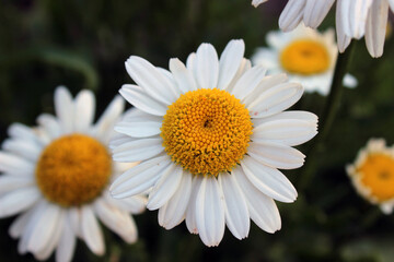 Obraz premium Daisy