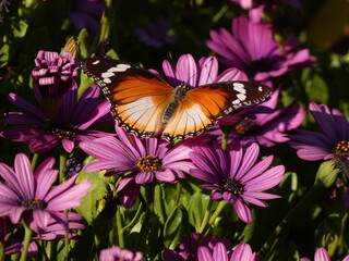 Fototapeta na wymiar African queen (Danaus chrysippus) - plain tiger butterfly on purple flowers, Namibia