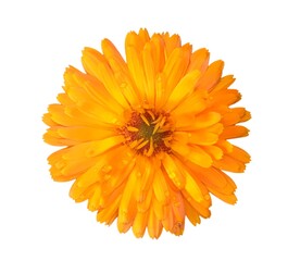 Close-up photo of a marigold flower