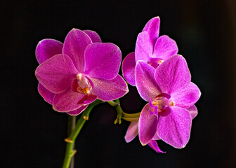 Pink Orchid