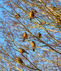 A flock of robins perched on the branches of a leafless tree on a cold winter day.  Birds are puffed up to keep warm.