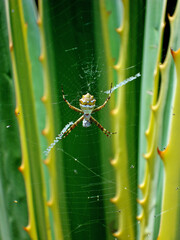 Silver Argiope on web (Argiope argentata)