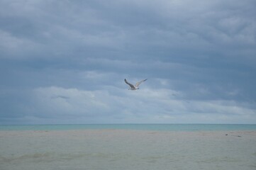 A seagull flying in a cloudy sky over a turbulent sea