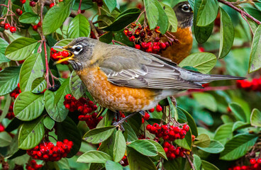 a robin perched on a Cotoneaster lacteus.(Common name: .Parney Cotoneaster) wth a red berry in its...