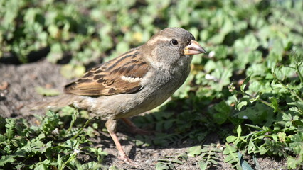 Portrait of a female Sparrow vulgaris on a background of grass.