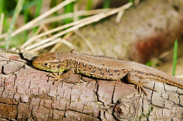 Lizard on wood