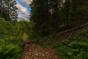 Walking trail leading through the forest from Monte Penegal to Monte Macaion in Italian South Tyrol.