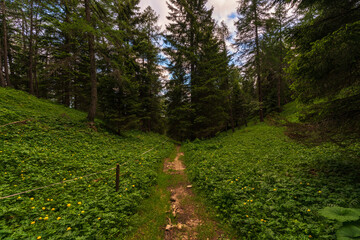 Walking trail leading through the forest from Monte Penegal to Monte Macaion in Italian South Tyrol.