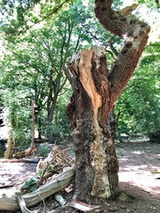 Forest Tree with Exposed Tangled Roots - Epping Forest Background, London