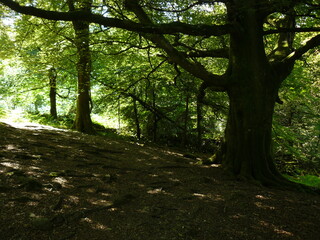 Fototapeta premium path in the forest